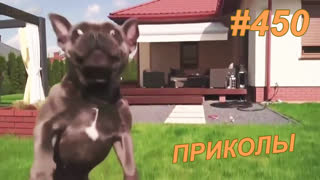Приколы июнь 2019 №450