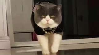 Приколы с котами