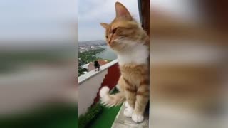 Кот и ворона