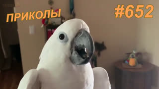 Приколы январь 2020 №652